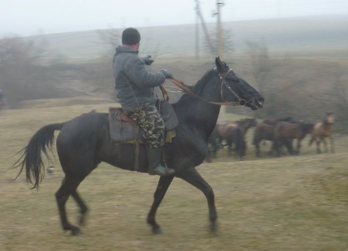 Plemenník Karagjoz Plemenník Karagjoz