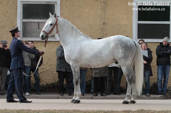 Prohlídka plemenných hřebců