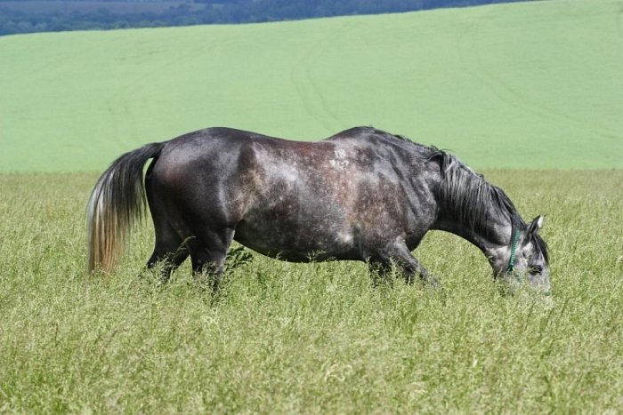 Neomezená pastva není vhodná pro každého koně Neomezená pastva není vhodná pro každého koně