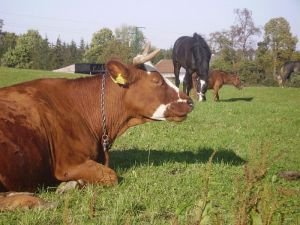 skot a koně snášejí friktany rozdílně