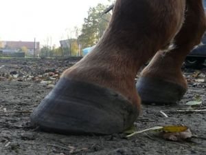 odrůstající přichvácené kopyto