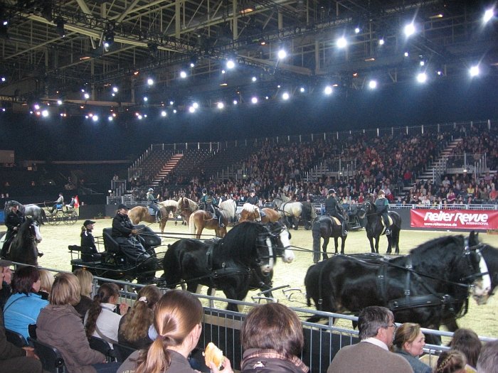 Rej chladnokrevných koní