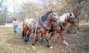 Oskar Sněhota s koňmi upravuje městské parky