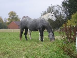 krmení jádrem na pastvině