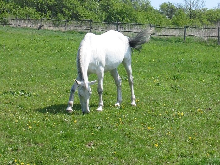 koně by měli spásat trávu max. do 7 cm