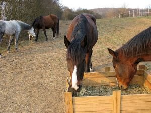 Krmelec slow feeders