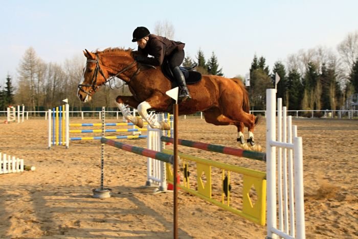 Aleš Novák - Goyen