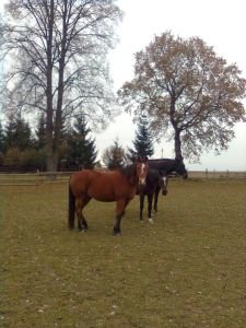 Capriola s posledním hříbětem