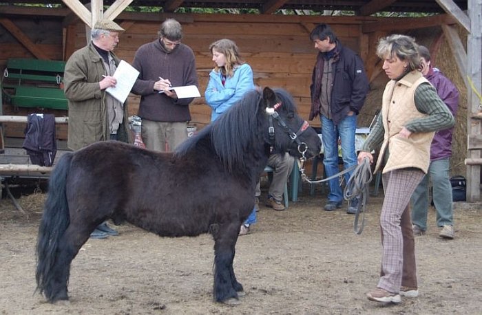 shetland pony Wells Major General
