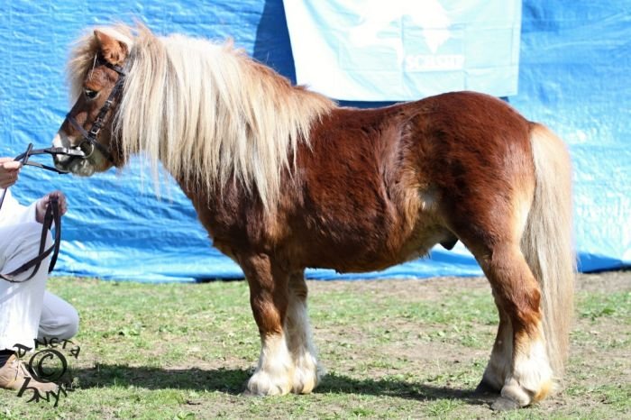 Llanshiver Baggins Llanshiver Baggins