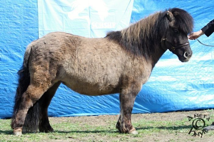 Yarpha Bunting Yarpha Bunting