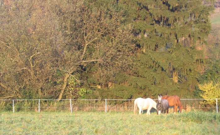 pastva je hlavním zdrojem parazitů pastva je hlavním zdrojem parazitů