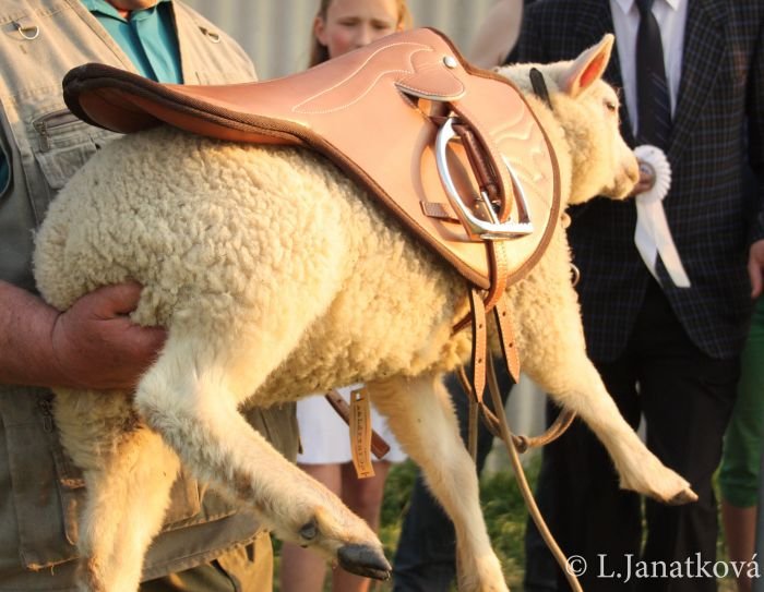 Velikonoční beránek se sedlem