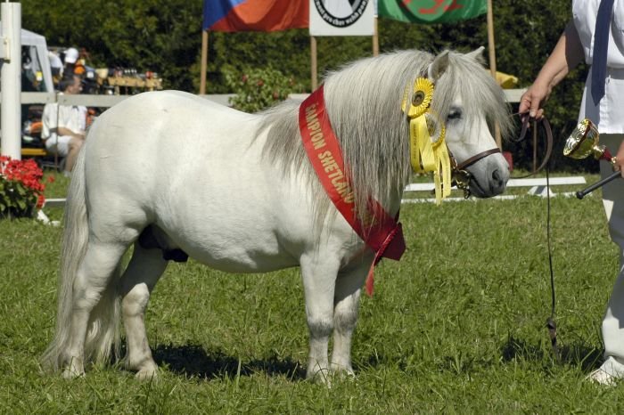 936 Halstock Gobstopper