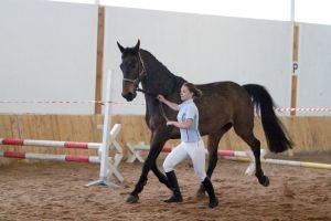 Předvedení koně na ruce