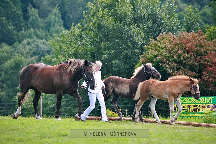 Slezští norici Slezští norici