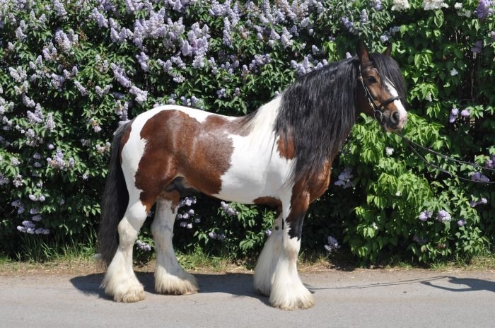 irský kob, Meadows Selwyn