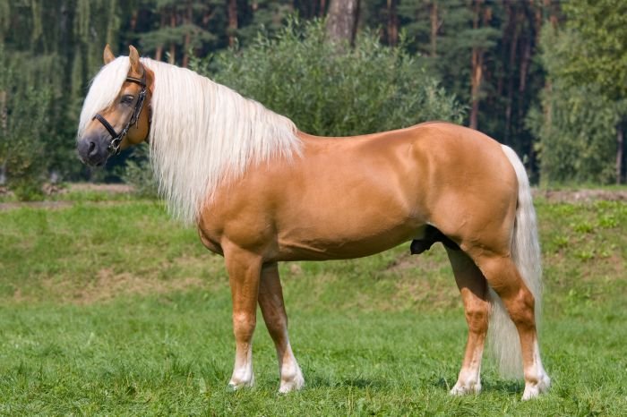 Hafling 1404 Aquavit I Hafling 1404 Aquavit I