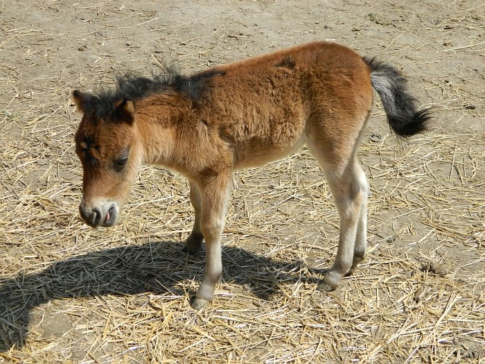 ztracená kobylka amerického miniturního koně