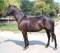 maďarský teplokrevník