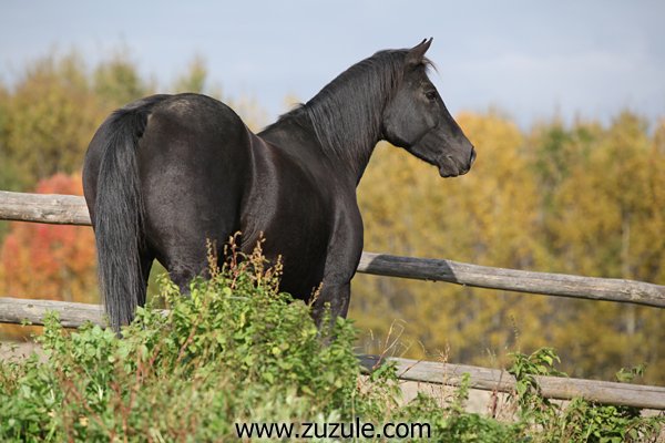 klisna Čiriz klisna Čiriz