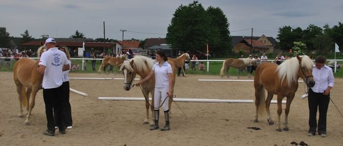 výstava haflingů