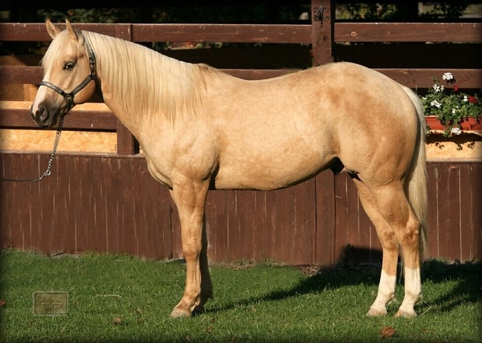 quarter horse - 1522 Great Little Step quarter horse - 1522 Great Little Step