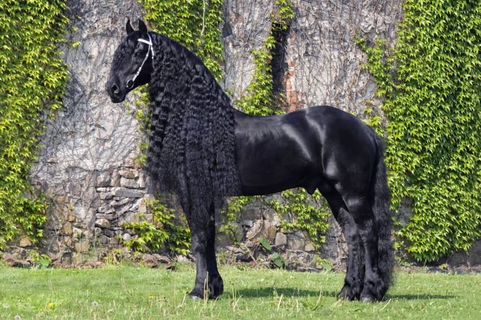 fríský hřebec Baron fan Odingastate