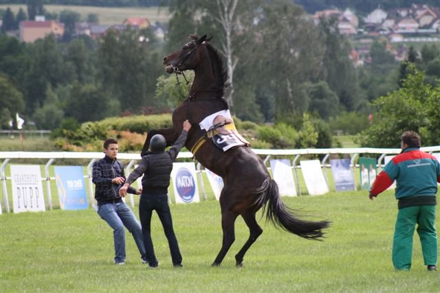 Wolmanka a její názor na dostih