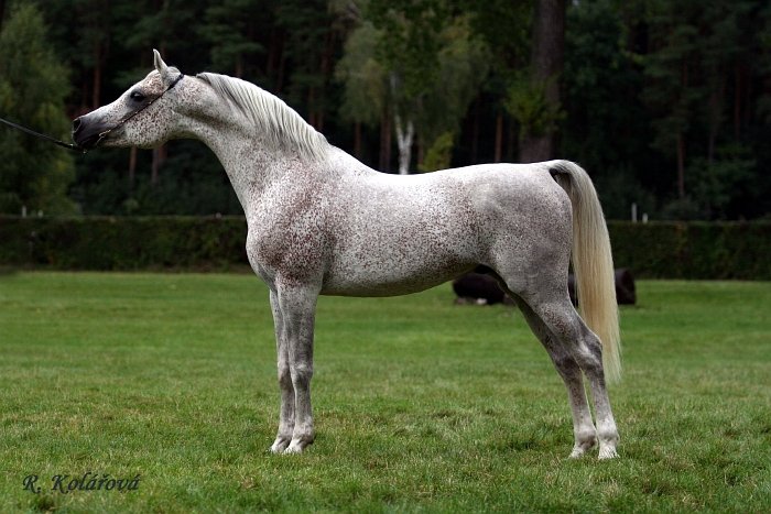 arabský plnokrevný kůň 2897 Shamir Ibn Ansata Sinan arabský plnokrevný kůň 2897 Shamir Ibn Ansata Sinan