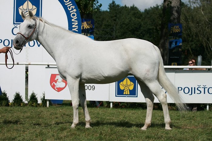 shagya-arab Tami CZ - Sh-A -110 shagya-arab Tami CZ - Sh-A -110