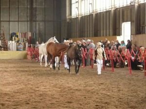 Kolekce moravského teplokrevníka - starší koně