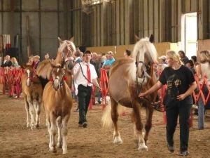 Chladnokrevná kolekce