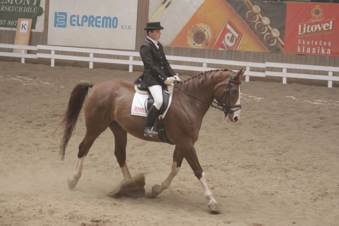 Radka Turčynová - Romeo JOSPO - JS RED DRAGON, majitelé: manželé Pospíšilovi