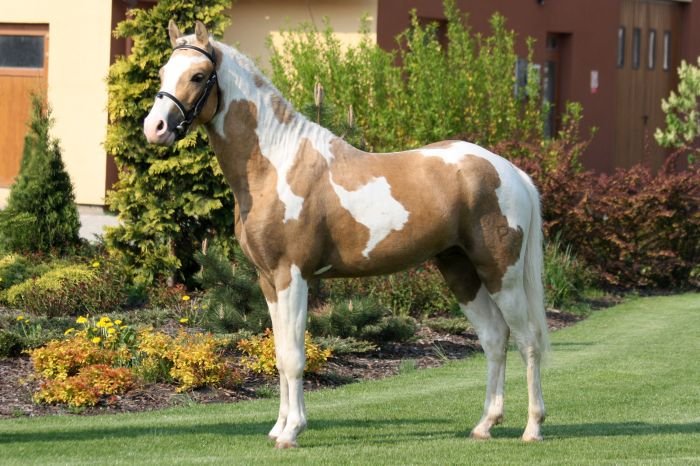 Český sportovní pony - Iris Colfrey Český sportovní pony - Iris Colfrey