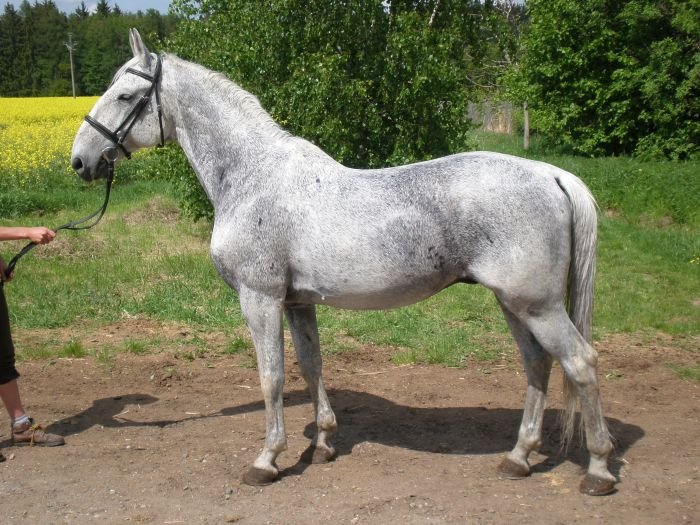 Lipický kůň - 952 Pluto II CZ Lipický kůň - 952 Pluto II CZ