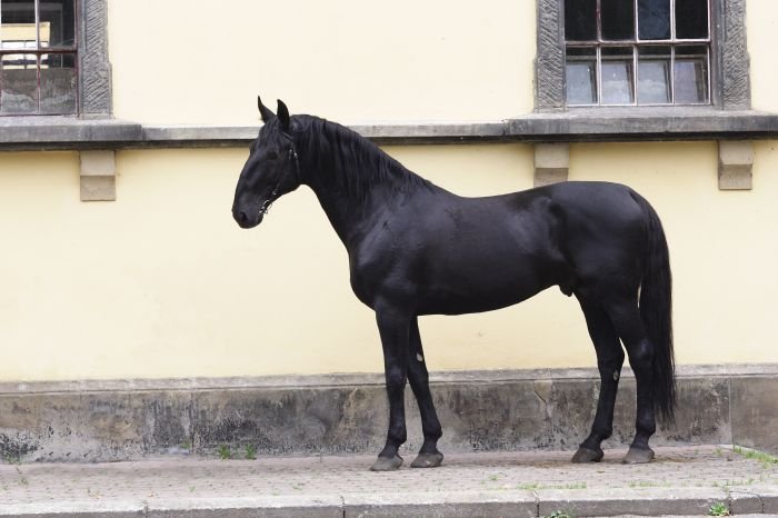 Starokladrubský kůň - Solo Elea XXII Starokladrubský kůň - Solo Elea XXII