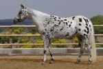 appaloosa appaloosa