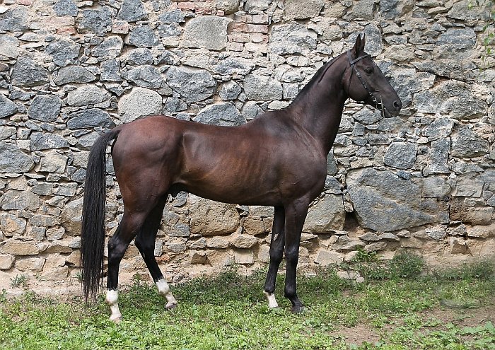 Achaltekinský plnokrevný kůň - 1086 Damask Achaltekinský plnokrevný kůň - 1086 Damask