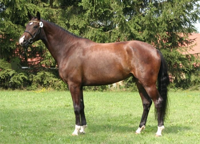 Český teplokrevník - 1/429 Kimi Český teplokrevník - 1/429 Kimi