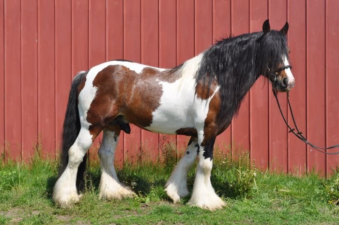 Irský cob - Meadows Selwyn Irský cob - Meadows Selwyn