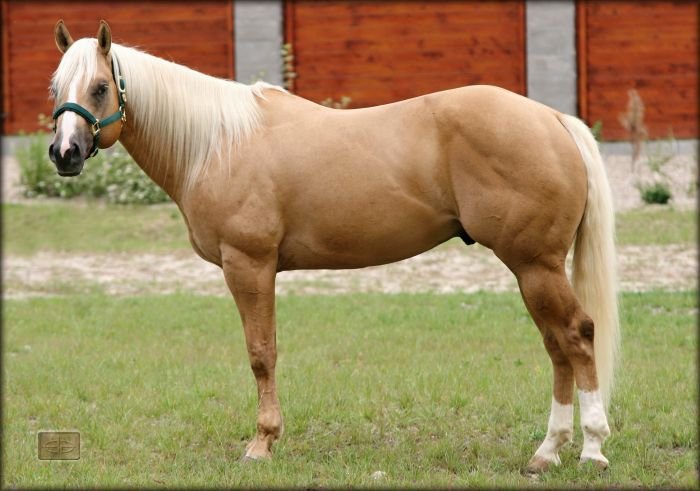 Quarter horse - 1522 Great Little Step Quarter horse - 1522 Great Little Step