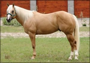 quarter horse