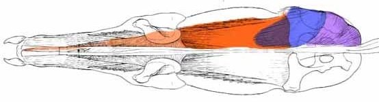 Jak svaly zadních končetin a hřbetu pracují společně, pohled shora Jak svaly zadních končetin a hřbetu pracují společně, pohled shora