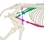 Skupina bedrovců Skupina bedrovců