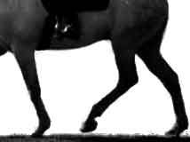 Dopředná práce, která má přimět zadní končetinu, aby došlapovala pod tělo Dopředná práce, která má přimět zadní končetinu, aby došlapovala pod tělo