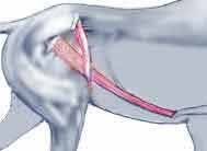 břišní svaly, o kterých se píše na fotografii vlevo břišní svaly, o kterých se píše na fotografii vlevo