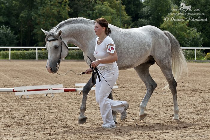 Vítěz přehlídky "Mladý hřebec" 1.místo TORLUS