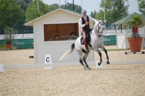lusitano při drezurní úloze working equitation