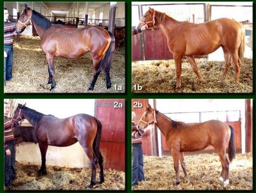 porovnání hříbat krmených Fohlengold Classic a ovsem